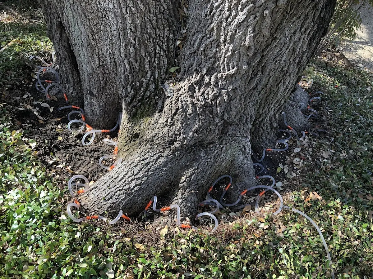 Detailed Tree Cabling and Bracing job site in Many Farms
