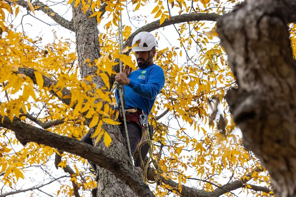 Skilled Tree Planting crew working in Many Farms