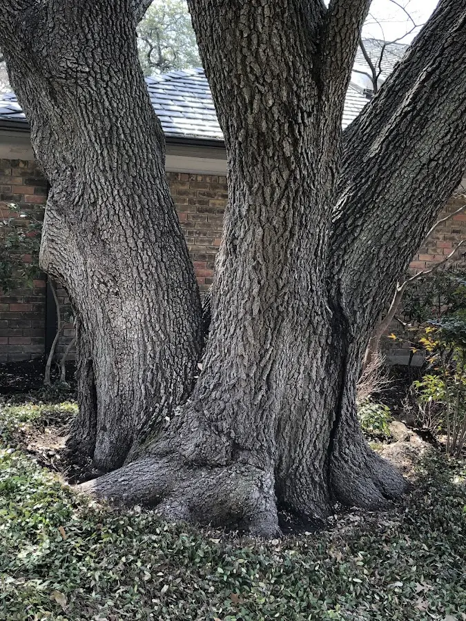 Mature heritage tree close to a Many Farms property cared for by certified arborists
